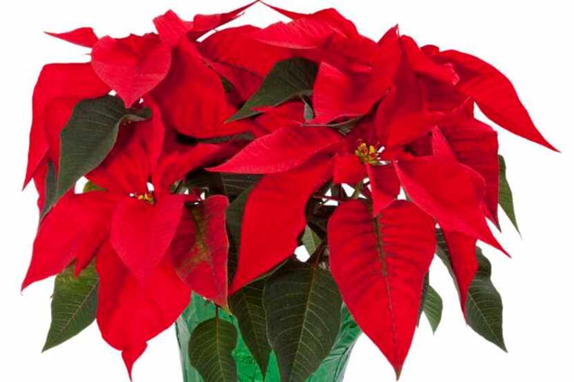 
 Keep poinsettias away from drafts and sources of heat. 
