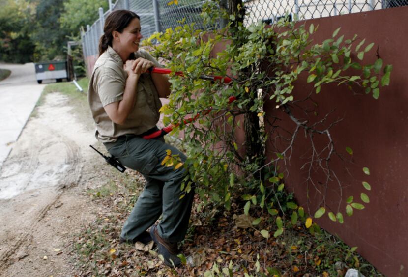 Dallas Zoo lead keeper Megan Lumpkin used hedge clippers to prepare a snack for okapis Desi...