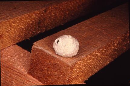 Structures around your garden that look like tiny ceramic pots are built by the potter wasp...