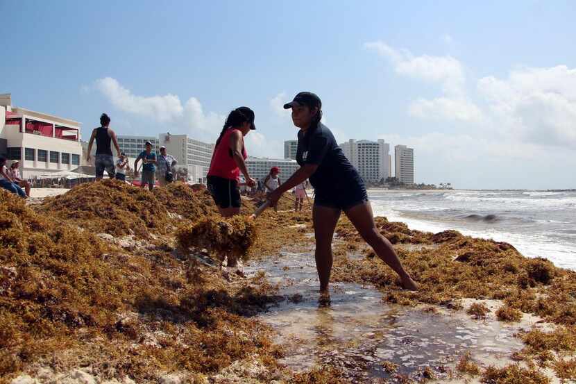 Personas tratan de remover el sargazo de las playas de Cancún, en el caribe...