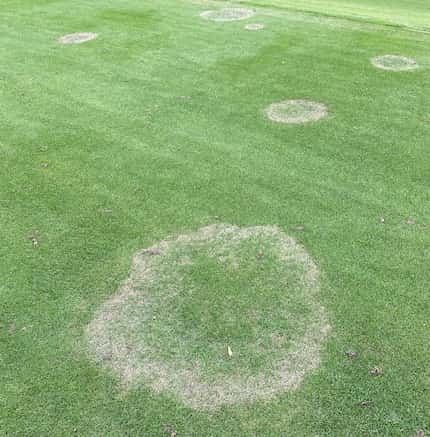 Fungal disease leaves brown patches in zoysia grass.