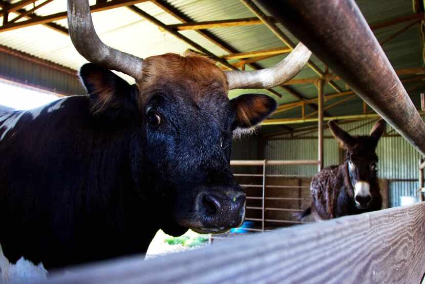 The barn animals on Wolfgang Skledar's land in Krum are a bull and a donkey. He said he used...