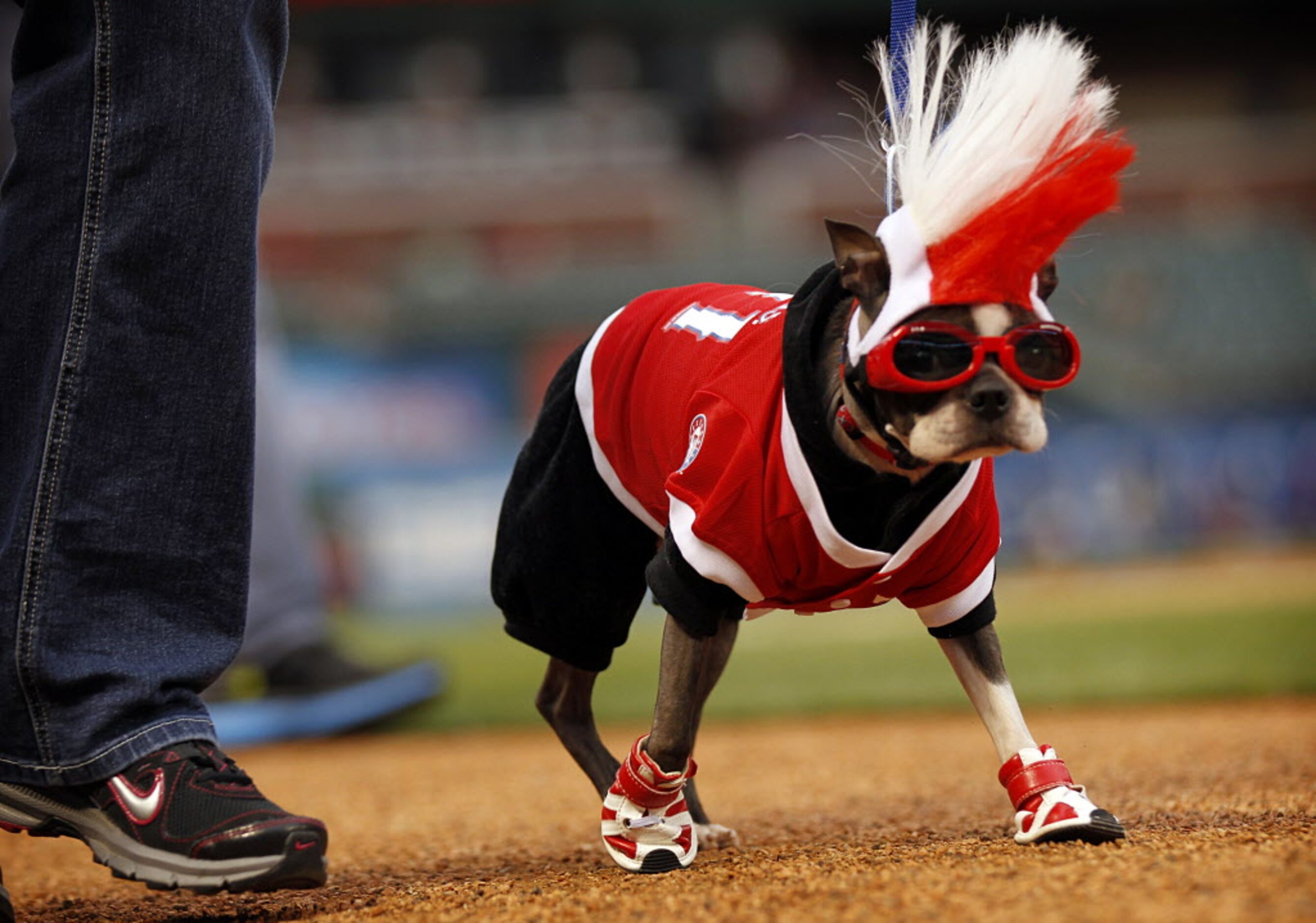 Sadie, a Boston terrier from Lewisville, was rockin' a mohawk and some sneakers as fans and...