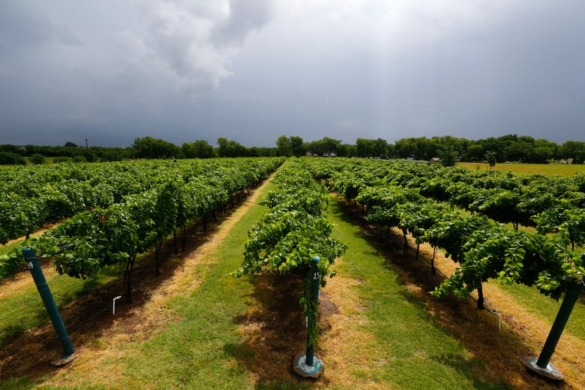 Grapevines at Eden Hill Vineyard & Winery in Celina.