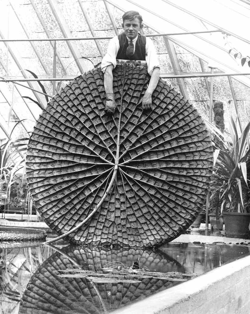 


A 1936 photo depicts a man showing the underside of an enormous South American water...