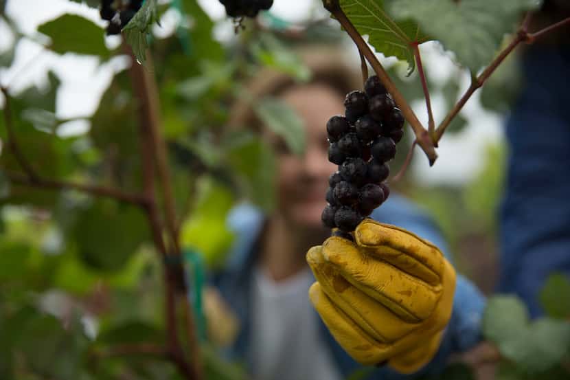 Master gardener Catherine Dean pulls on a Lomanto grape at the vineyard at the Dallas County...
