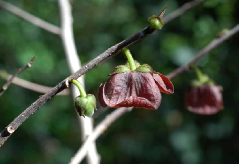 Pawpaw flowers are perfect, meaning they have both male and female reproductive parts, but...