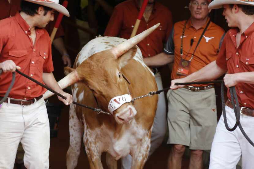 Bevo's handlers struggle to get the steer down the tunnel and onto the field before the...