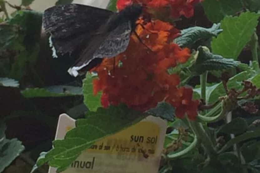 The lantanas that hang over the edge of my balcony’s railing are now attracting butterflies...