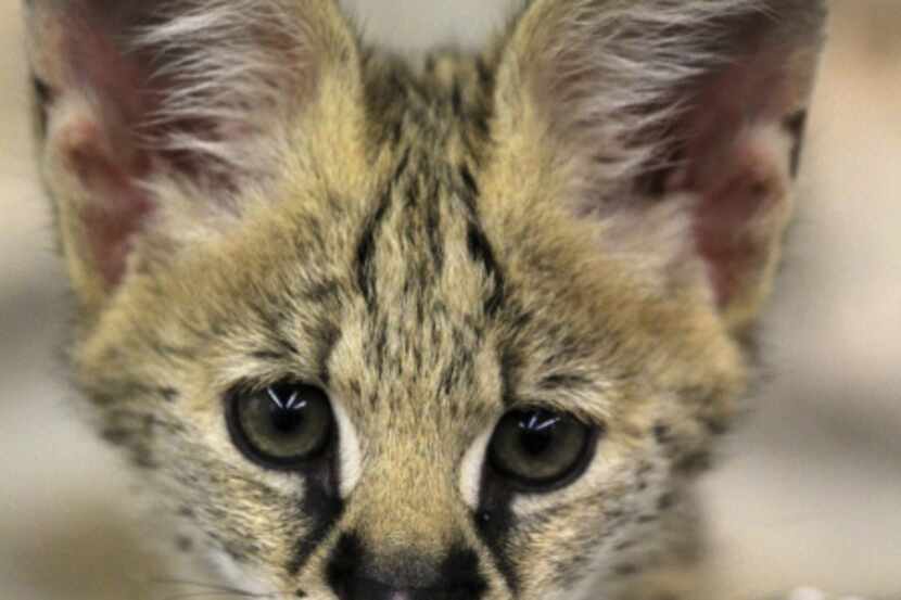 This Serval cat will be featured at the Wild Encounters Stage at the Dallas Zoo.