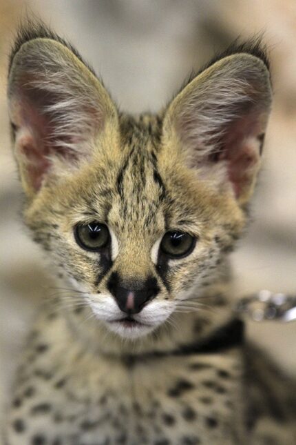 A serval featured at the Wild Encounters Stage at the Dallas Zoo.