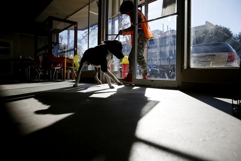 Volunteer Jonas Smith leads a dog back into Garland Pawsibilities, a pet adoption center,...