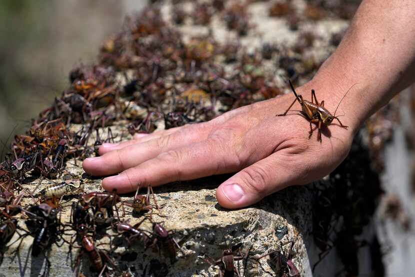 A cricket climbs on Jeremiah Moore's hand during the migration of Mormon crickets this month...