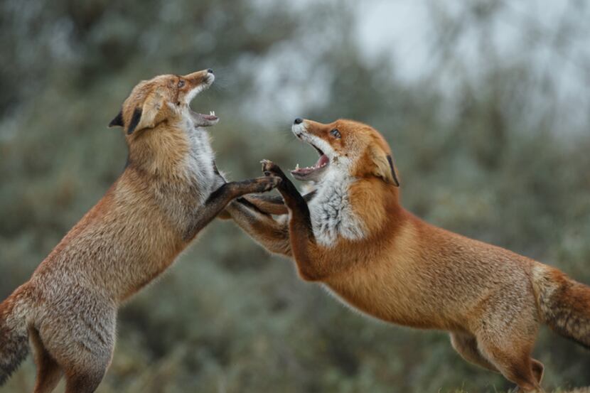 Two red foxes fighting 