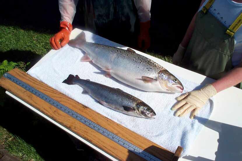 
The genetically modified AquAdvantage Salmon grows twice as fast as normal salmon, so it...