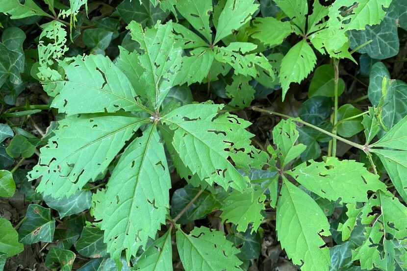 Leafcutter damage tends to be especially pronounced on Virginia creeper foliage.