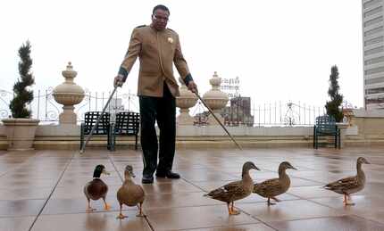 The Peabody Hotel planned for Roanoke will include the famous ducks.