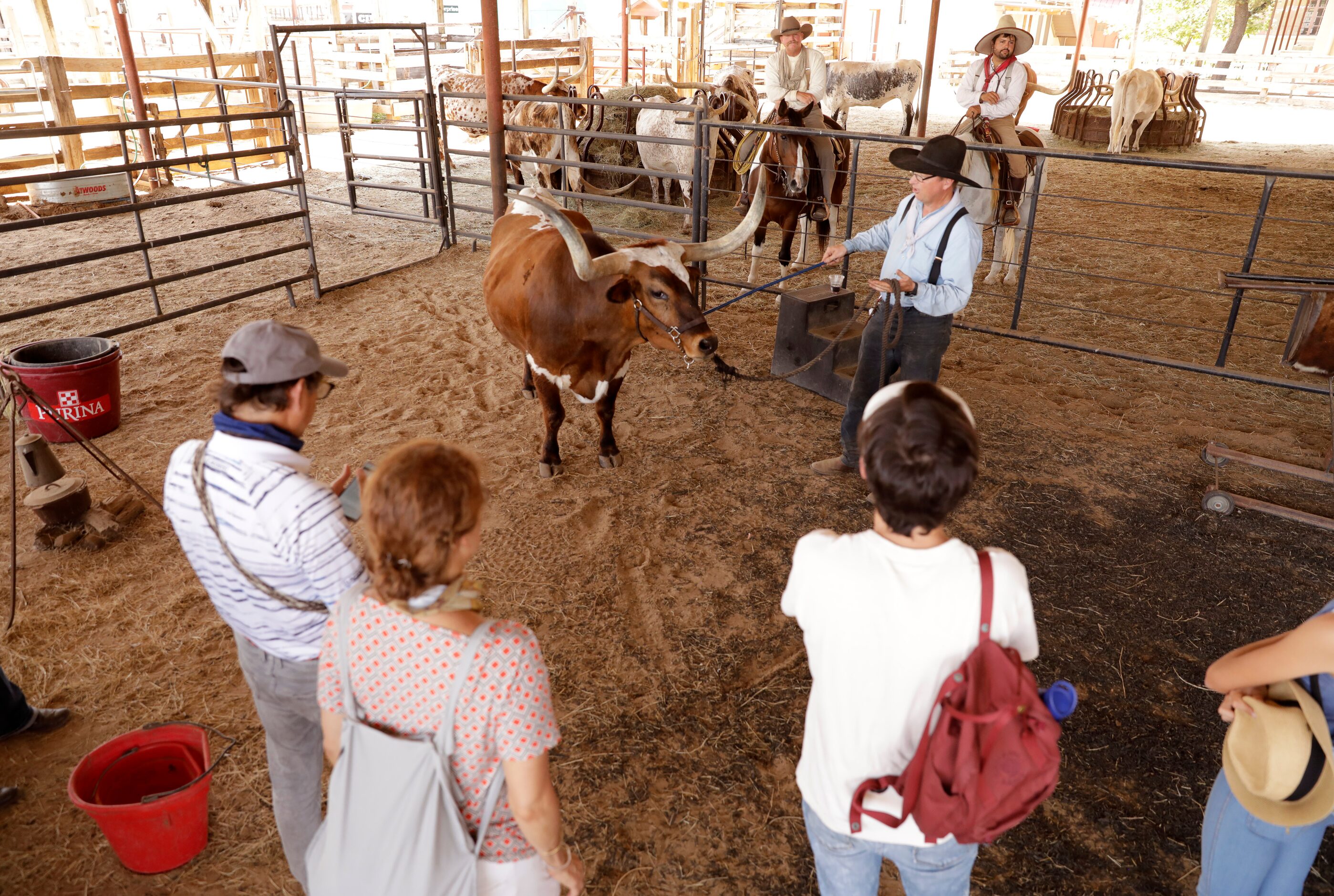 Drover G.L. Potts shows Lil’ Tex to a group of tourists who came to an afternoon show in the...