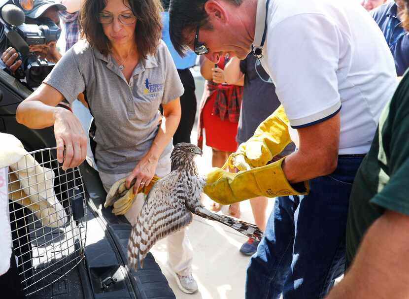 Blackland Prairie Raptor Center executive director Erich Neupert and rehabilitation manager...