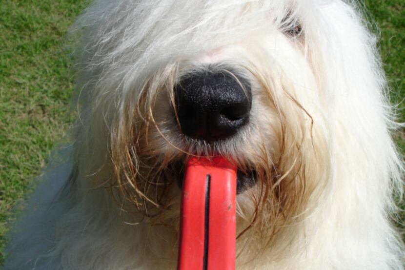 Moody Pet's Humunga Tongue is a ball and a tongue in one. Made from non-toxic rubber, this...