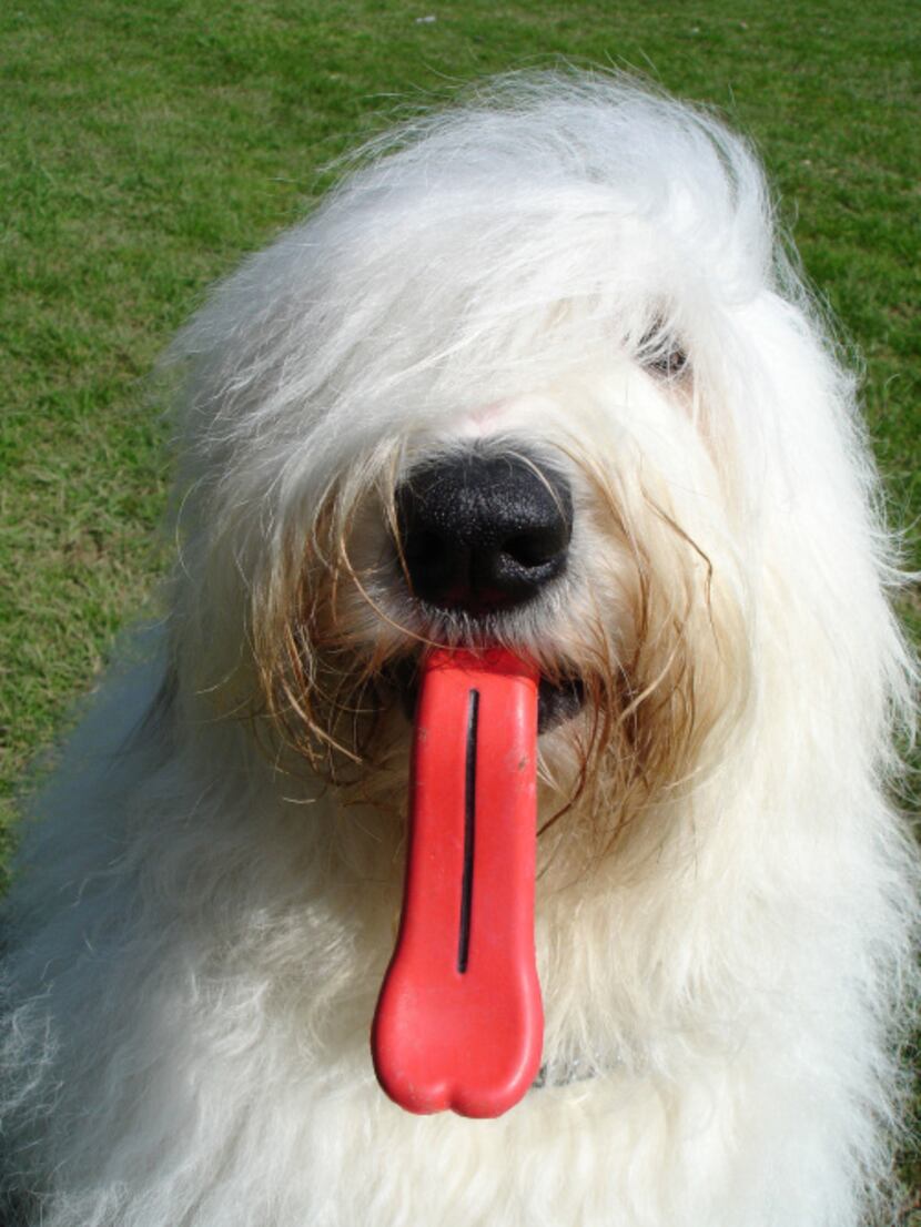 Moody Pet's Humunga Tongue is a ball and a tongue in one. Made from non-toxic rubber, this...