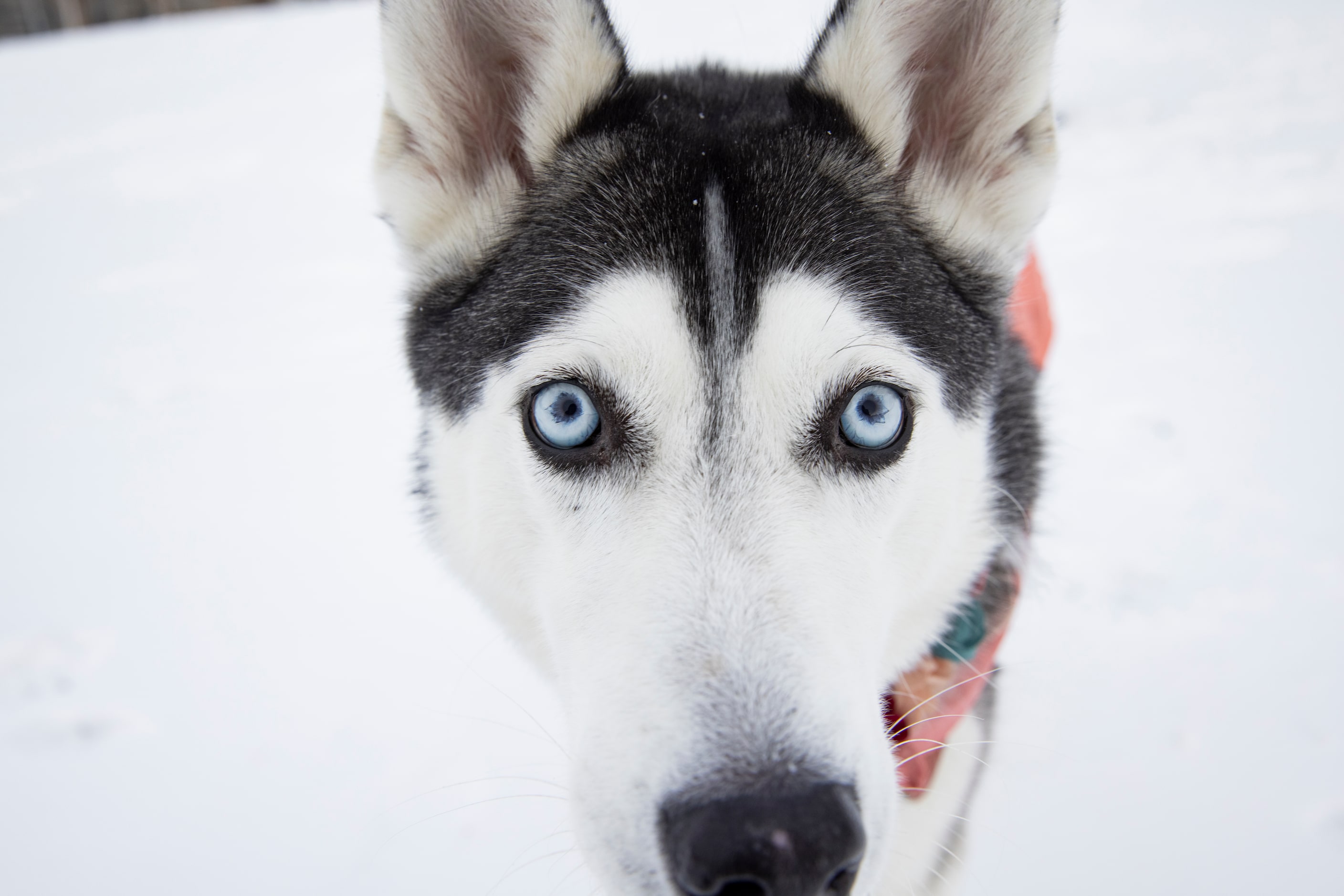 Jacinta comes in for a close up at a snow covered Griggs Park in Uptown Dallas on Monday,...