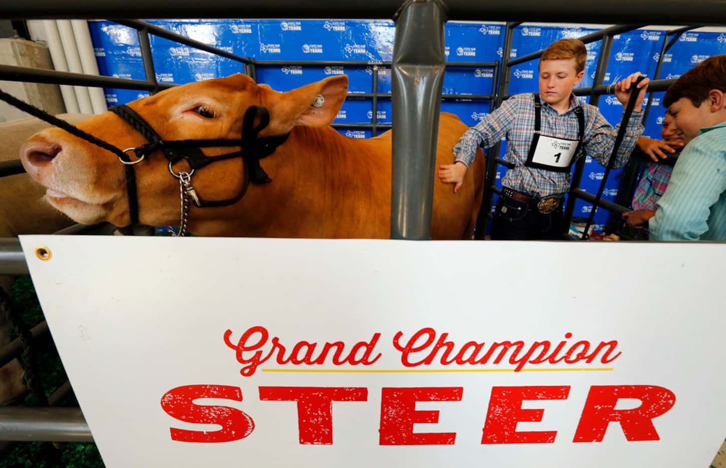 Tristan Himes, 12, of Sterling City pets his 18-month-old steer, Tex, before leading him to...