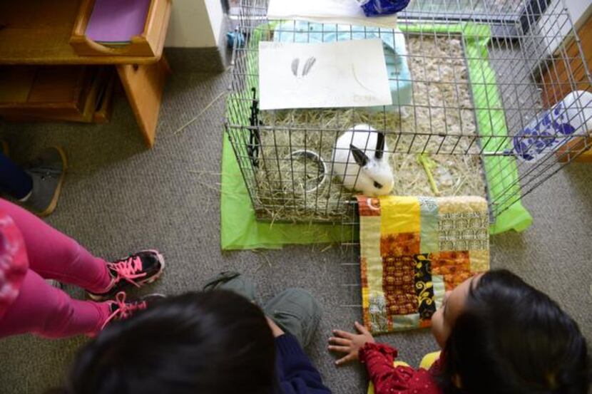 
The Dallas North Montessori School students play with the class bunny, Oreo.
