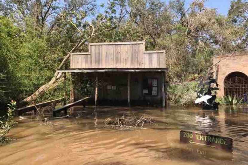 Flooding at the Texas Zoo's gift shop. The zoo in Victoria was overrun with water when the...