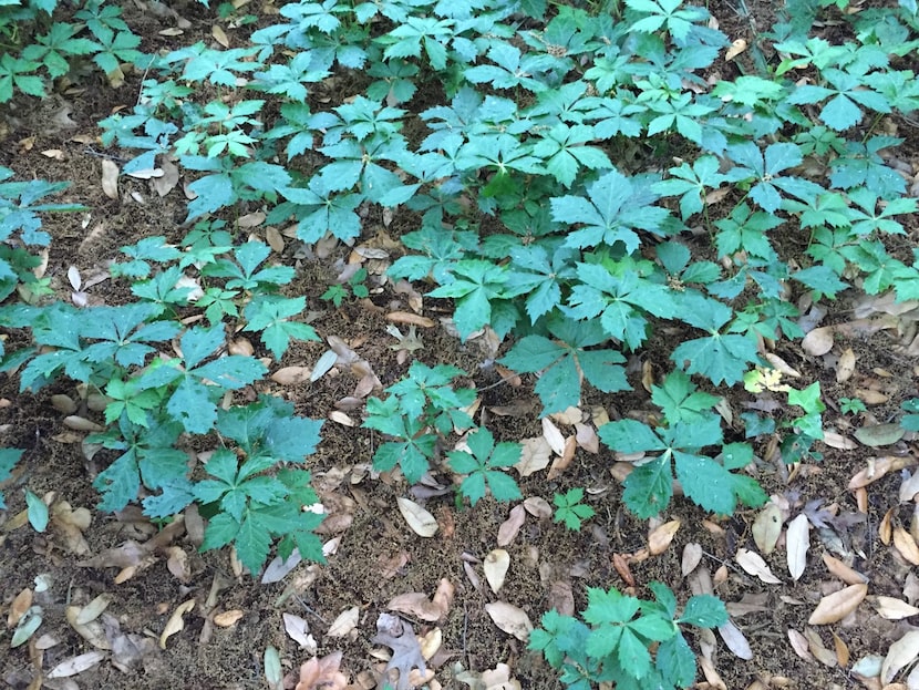 Virginia creeper can be used as a groundcover plant.