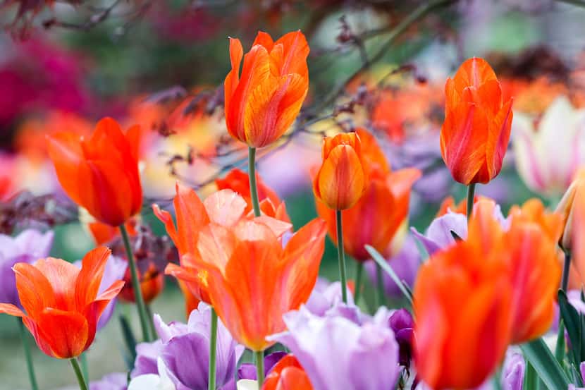 Dallas Blooms at the Dallas Arboretum and Botanical Garden in Dallas on Tuesday, March 14,...