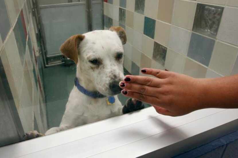 
Summer often results in a surge in the number of animals left at local animal shelters....
