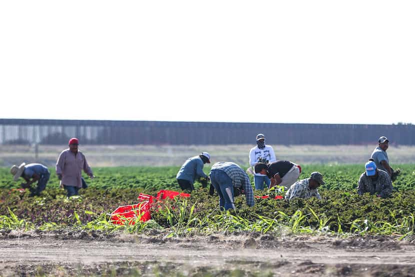 Trabajadores del campo realizan su labor en un cultivo junto a una nueva sección del muro...