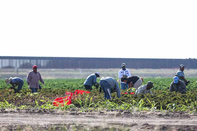 Workers harvesting the land while a new section of the wall is being built in Pharr, Texas...