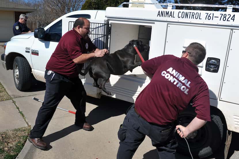Officers from Wichita Falls, Texas Animal Control load one of two pit bull dogs involved in...
