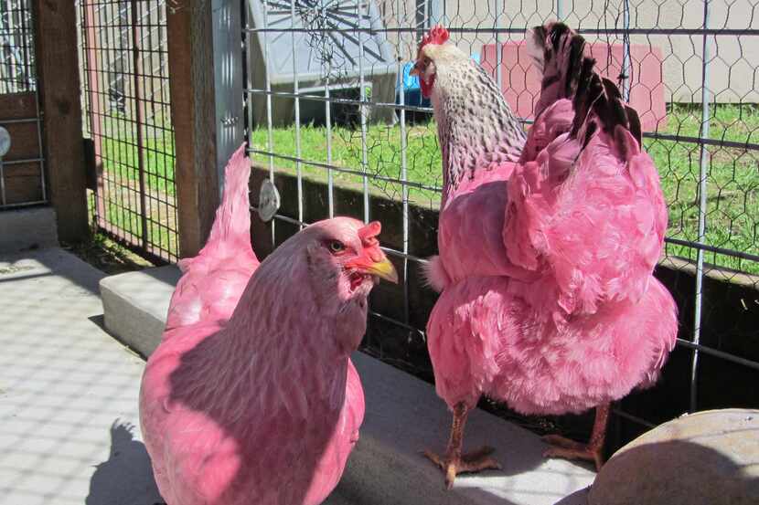 A pair of chickens dyed pink were picked up earlier this week running loose in Portland's...