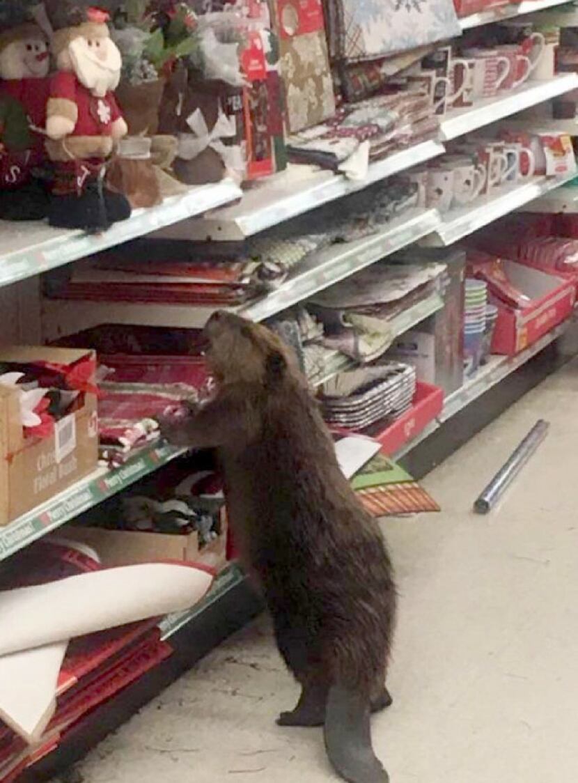 The beaver was apprehended at a dollar store in Charlotte Hall, Maryland. 