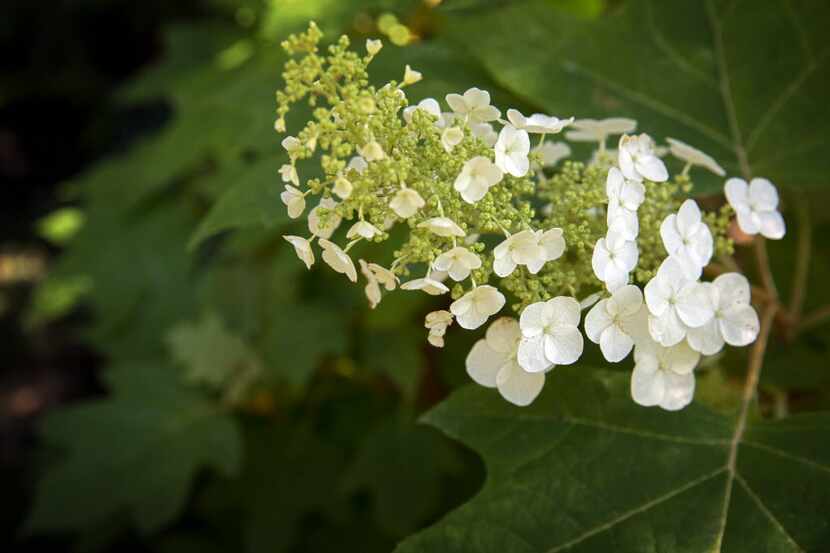 An oak leaf hydrangea at Marianne Howells' Swiss Avenue home Saturday, May 2, 2015 in...