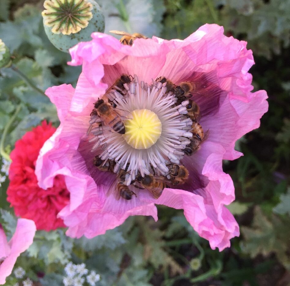 Mary Louise Whitlow throws out somniferum poppy seeds in fall that she has collected from...