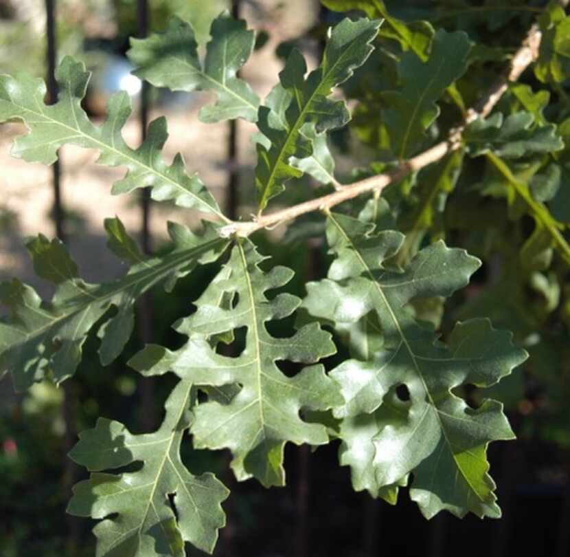 Bur oak leaves 