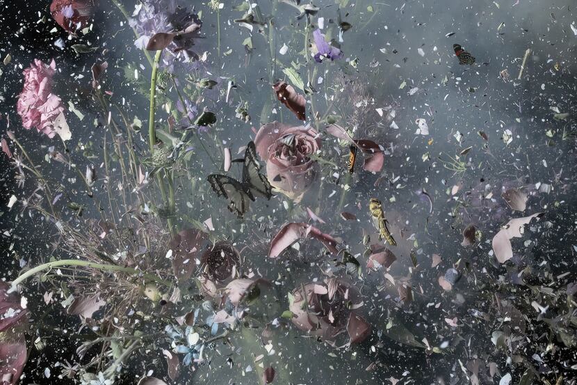 Detail of Israeli photographer Ori Gersht's 'Fields and Vision 02' on display at Dallas'...