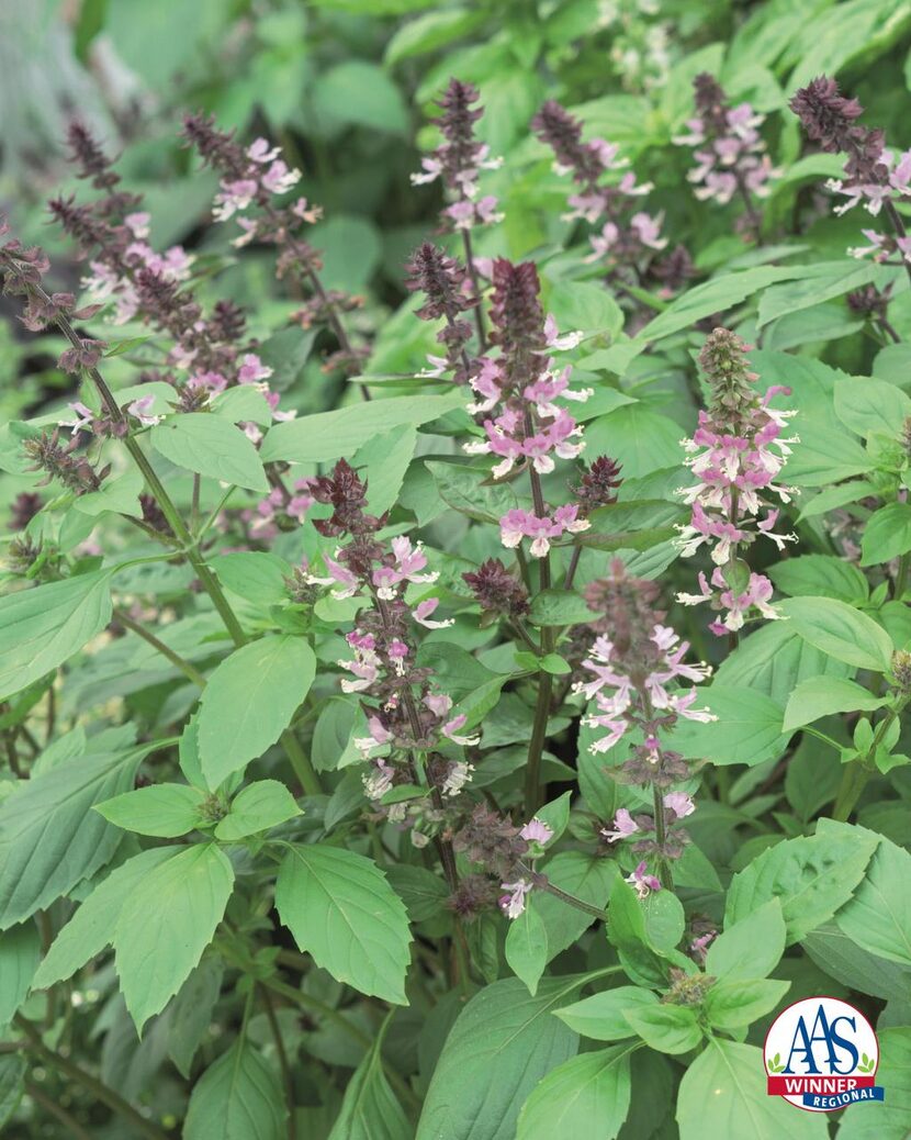 
Not only is ‘Persian’ basil delicious, bees and other pollinators love it too.


