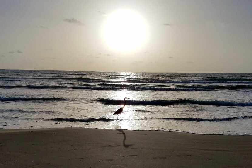 A heron stands in the Gulf of Mexico at South Padre Island during sunrise on a fall day....