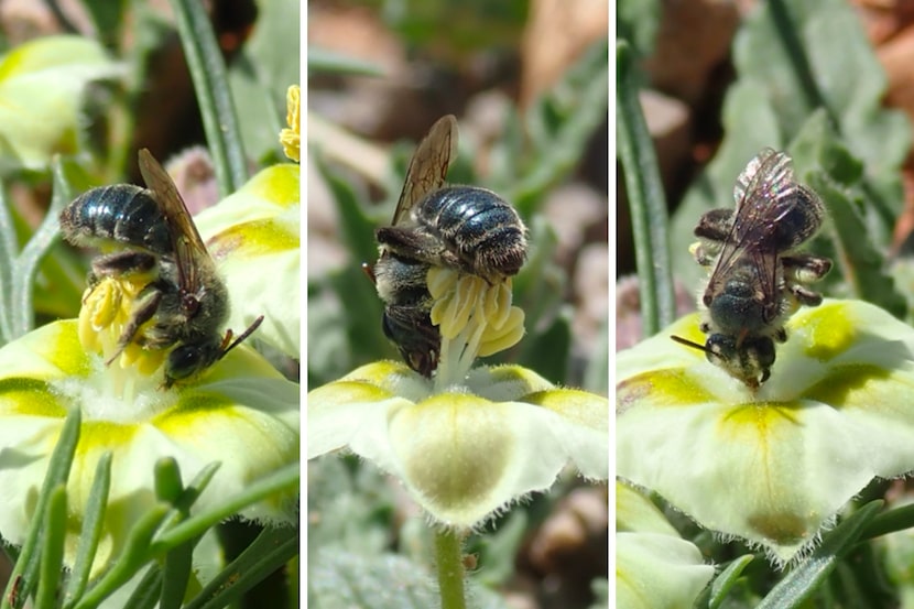 Andrena androfovea as it's feeding on nectar and pollen.