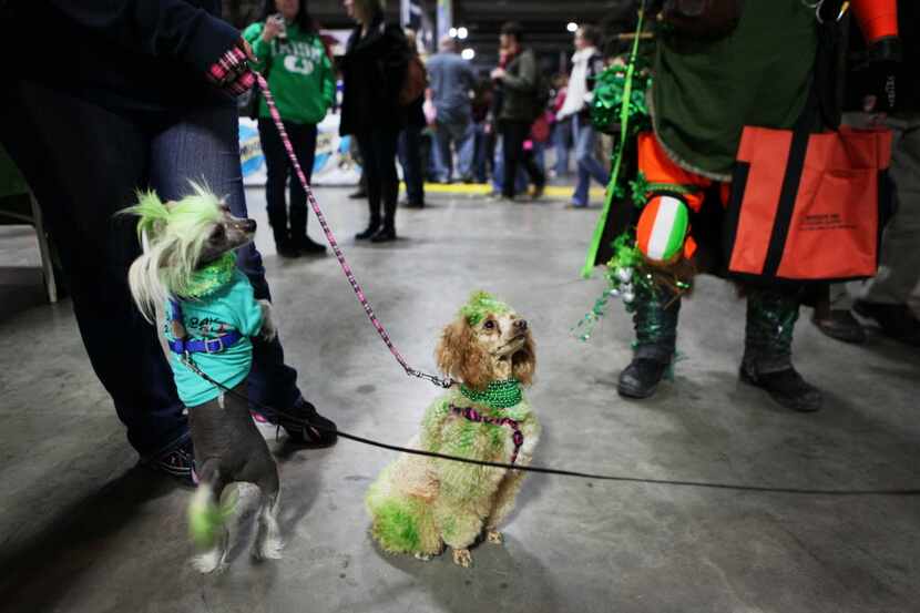 Vamparilla (left), a Chinese crested, and Xanadu, a mini poodle, dressed up for the 31st...