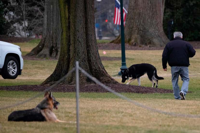 Champ y Major Biden, los dos perros del presidente, en el Jardín Sur de la Casa Blanca, el...