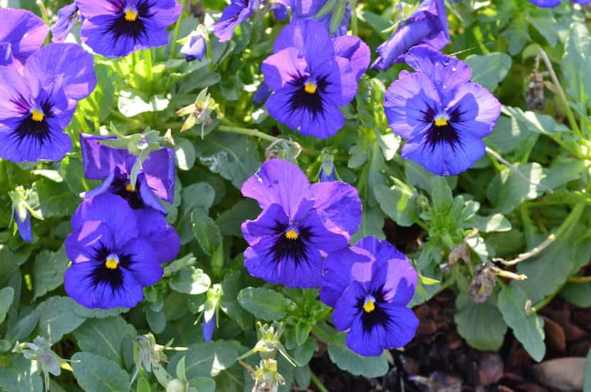 The pansy 'Nature Ocean' from the Nature series has performed well historically in the...