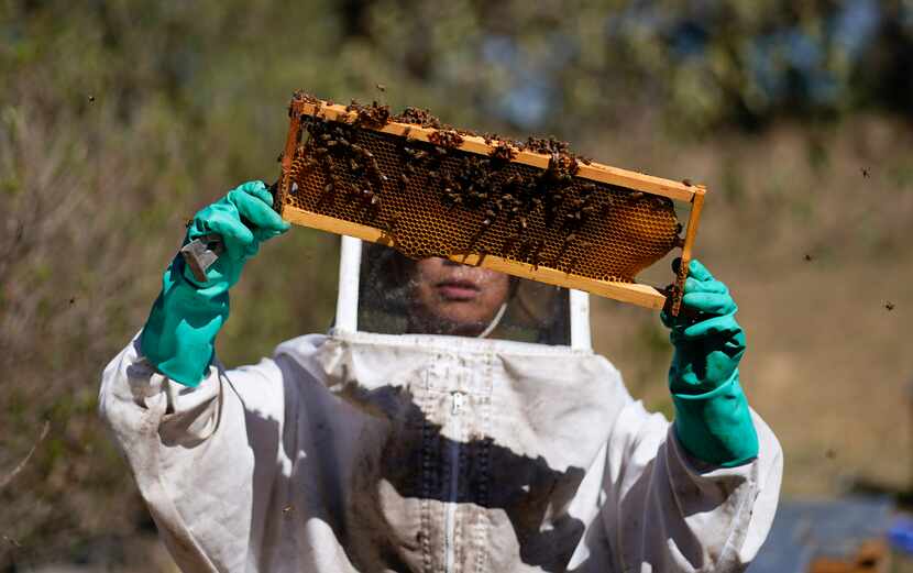 Adriana VelÍz busca a la reina en un panal entre el último grupo de abejas rescatadas por la...