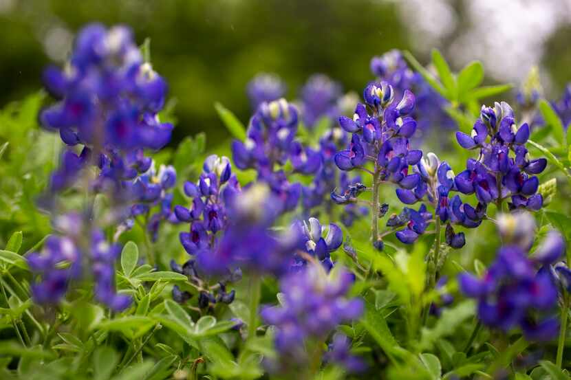 Bluebonnets at The Native Texas Park at the George W. Bush Presidential Center located on...