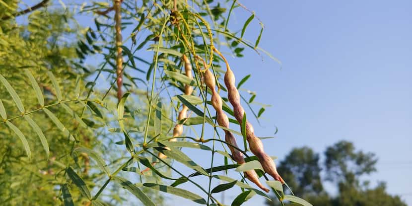 Mesquite pods grow on a mesquite tree in Mesquite, Texas. The pods are ready to harvest when...